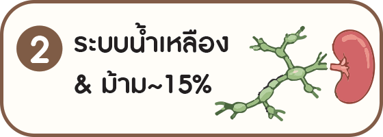 แผนภาพระบบน้ำเหลืองและม้ามประมาณ 15 เปอร์เซ็นต์