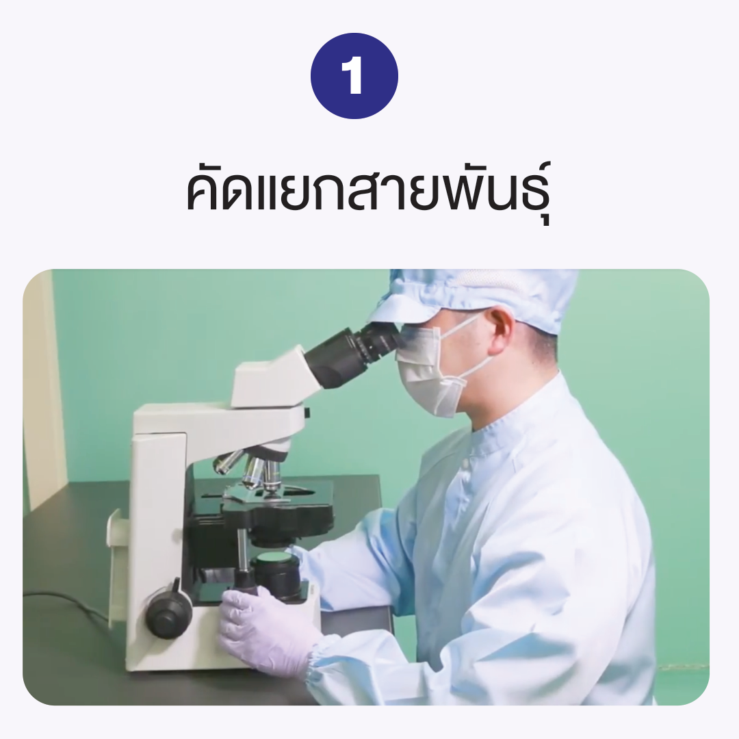 นักวิจัยคัดแยกสายพันธุ์ยีสต์ดำด้วยกล้องจุลทรรศน์