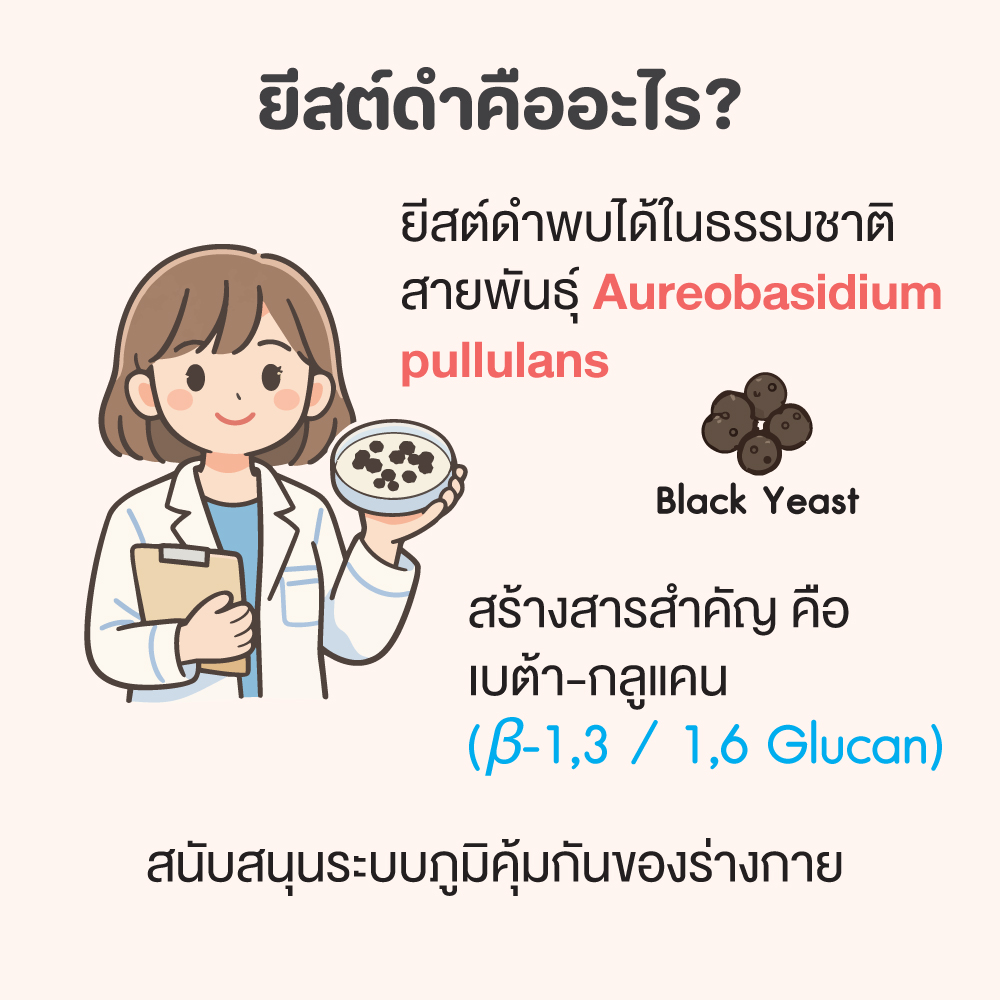 อินโฟกราฟิกอธิบายยีสต์ดำ Aureobasidium pullulans